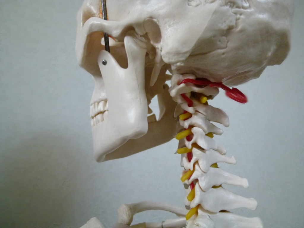 頸椎の模型