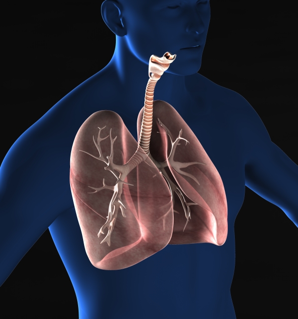肺の詳細イメージ