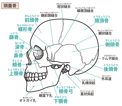 頭蓋骨の顎の様子