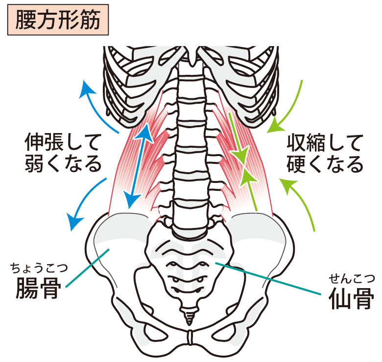 腰の骨と筋肉の関係
